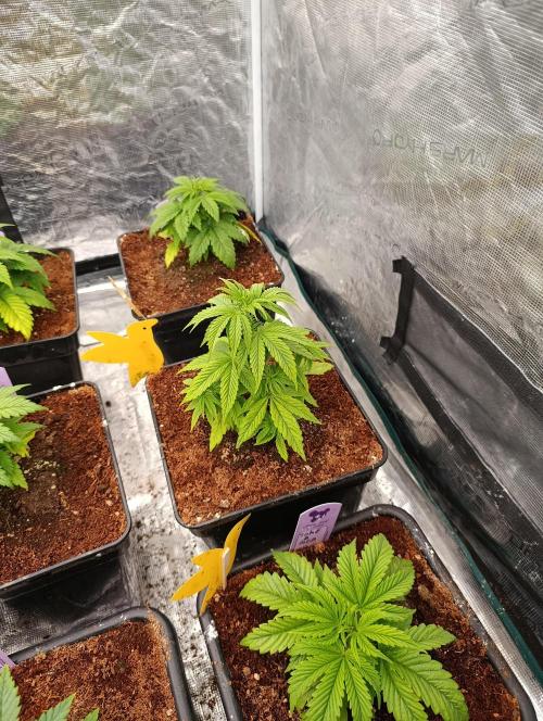 Cali Crasher Marshydro. Week 5