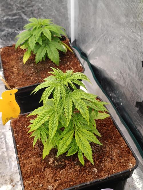 Cali Crasher Marshydro. Week 5