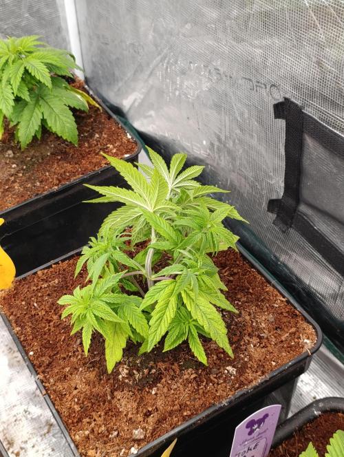 Cali Crasher Marshydro. Week 5