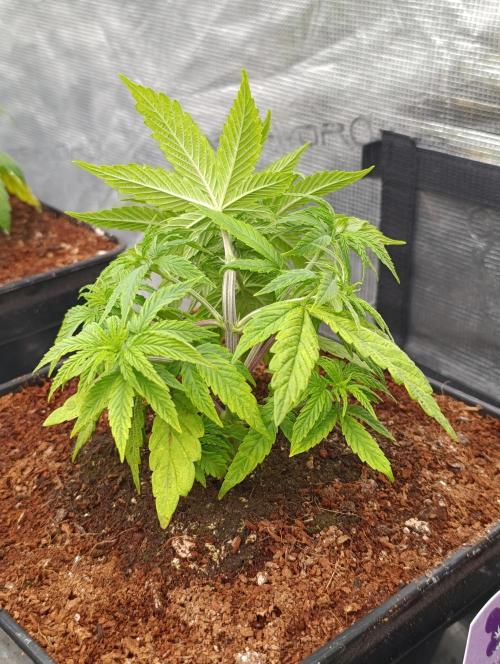 Cali Crasher Marshydro. Week 5