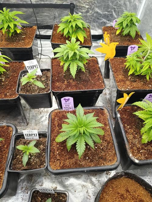 Red Banana Pudding II Marshydro. Week 5