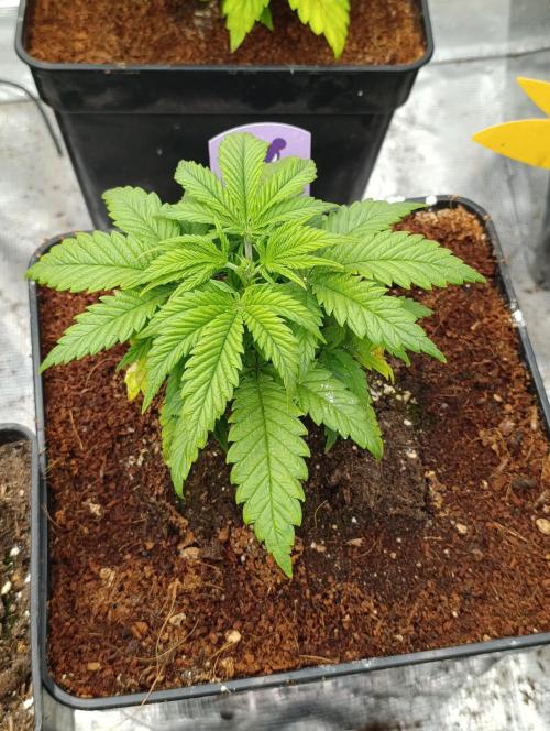 Red Banana Pudding II Marshydro. Week 5