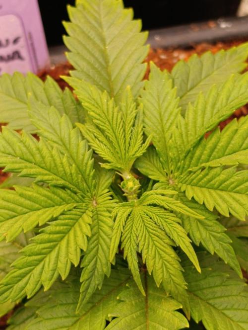 Red Banana Pudding II Marshydro. Week 5