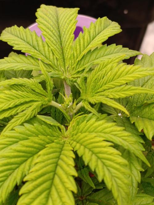 Red Banana Pudding II Marshydro. Week 5