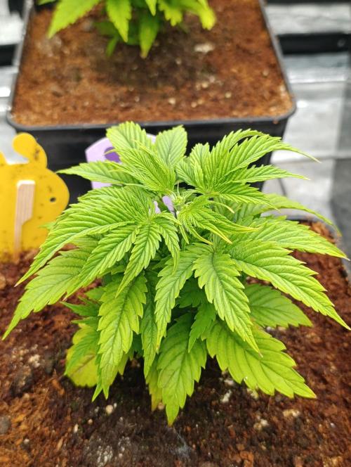 Zoomiez & Marshydro. Week 5