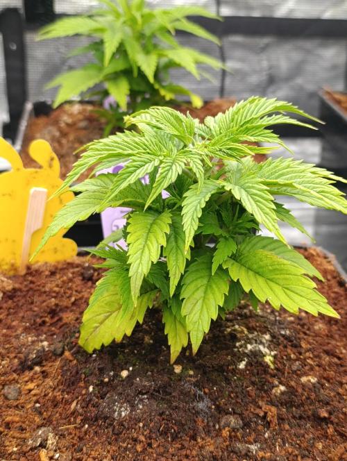 Zoomiez & Marshydro. Week 5