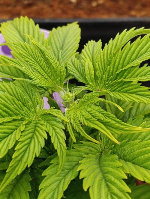 Zoomiez & Marshydro. Week 5