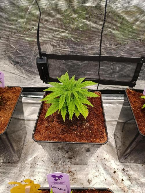 Privileged Baddie Xpertnutrients. Week 5