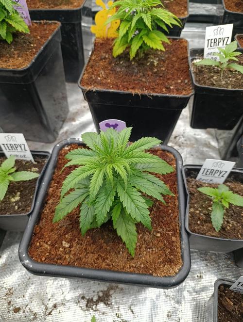 Privileged Baddie Xpertnutrients. Week 5