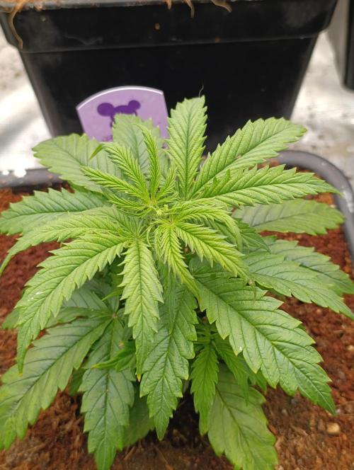 Privileged Baddie Xpertnutrients. Week 5