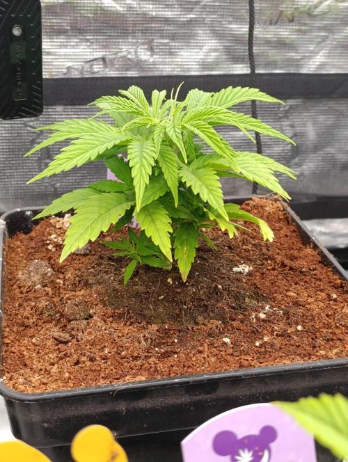 Privileged Baddie Xpertnutrients. Week 5