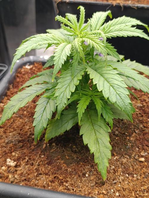 Privileged Baddie Xpertnutrients. Week 5