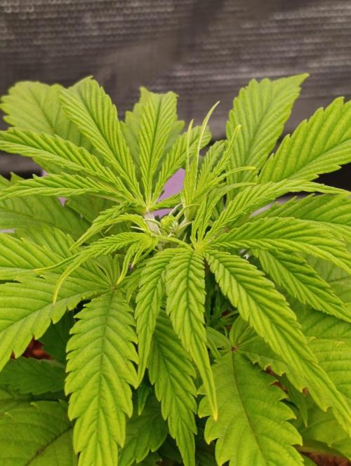 Privileged Baddie Xpertnutrients. Week 5