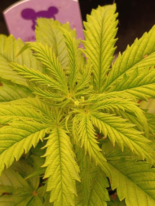 Privileged Baddie Xpertnutrients. Week 5