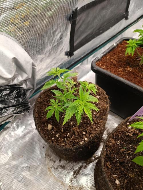 Sundae Driver Marshydro. Week 4