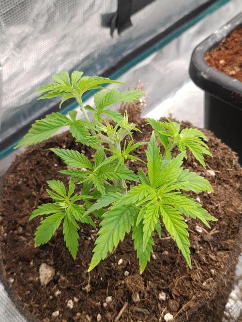 Sundae Driver Marshydro. Week 4