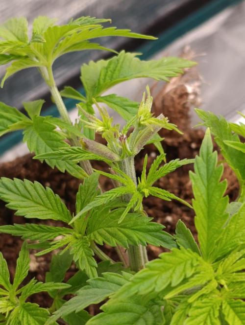 Sundae Driver Marshydro. Week 4