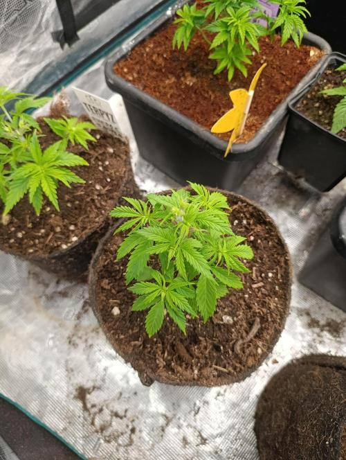 Banana Fumes. Week 4