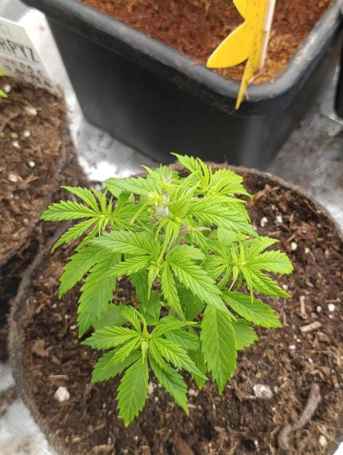 Banana Fumes. Week 4