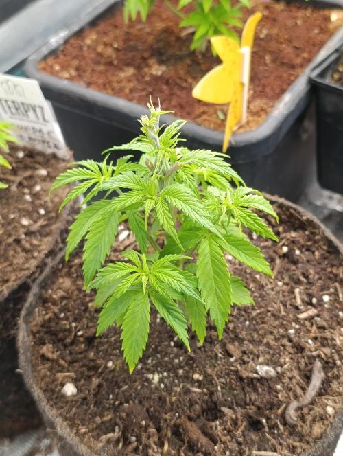 Banana Fumes. Week 4