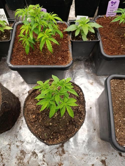 Zingatsu Xpertnutrients. Week 4