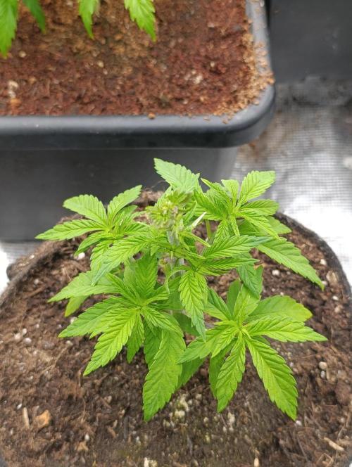 Zingatsu Xpertnutrients. Week 4