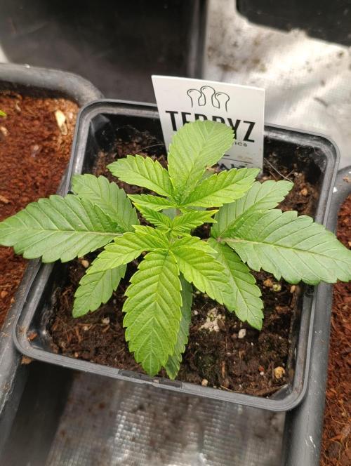 Zour MelonZ Test & Xpertnutrients. Week 3