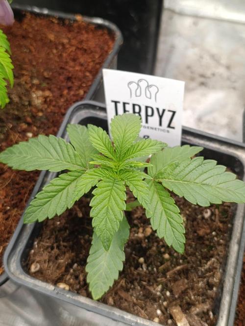 Zour MelonZ Test & Xpertnutrients. Week 3