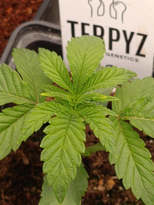 Zour MelonZ Test & Xpertnutrients. Week 3