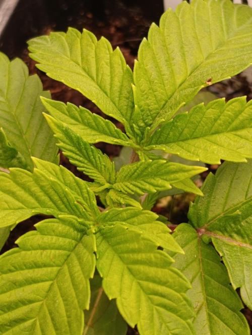 Zour MelonZ Test & Xpertnutrients. Week 3