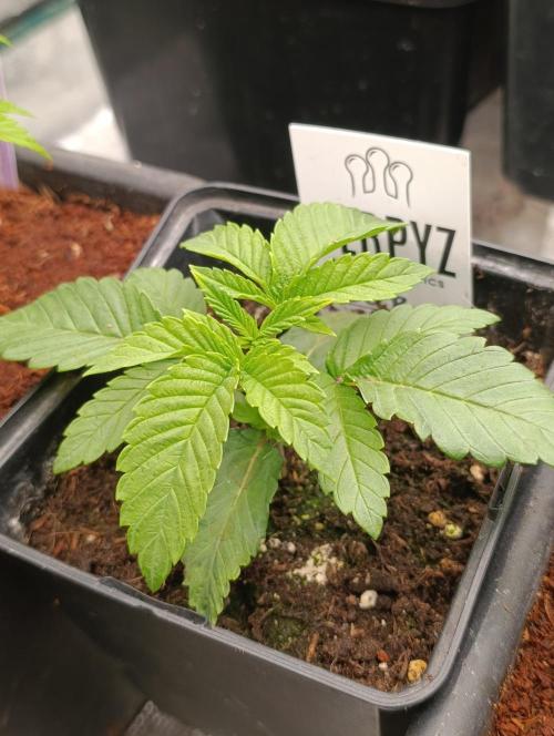 Zour MelonZ Test & Xpertnutrients. Week 3