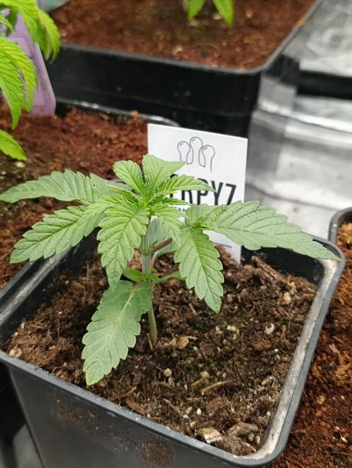 Zour MelonZ Test & Xpertnutrients. Week 3