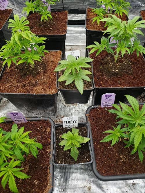 GokuZ OG Test & Marshydro. Week 3