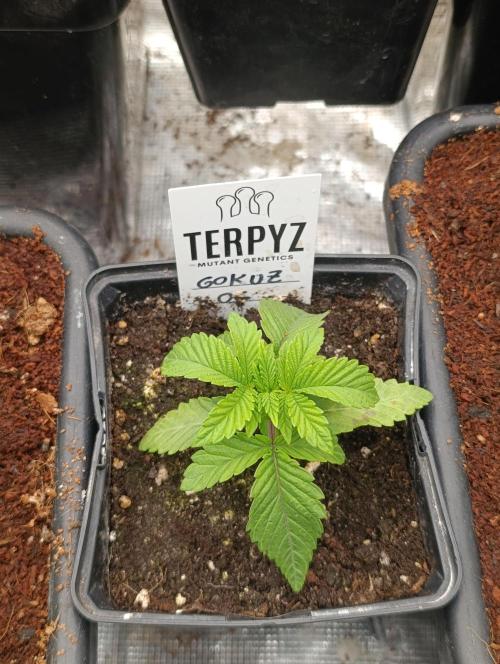 GokuZ OG Test & Marshydro. Week 3