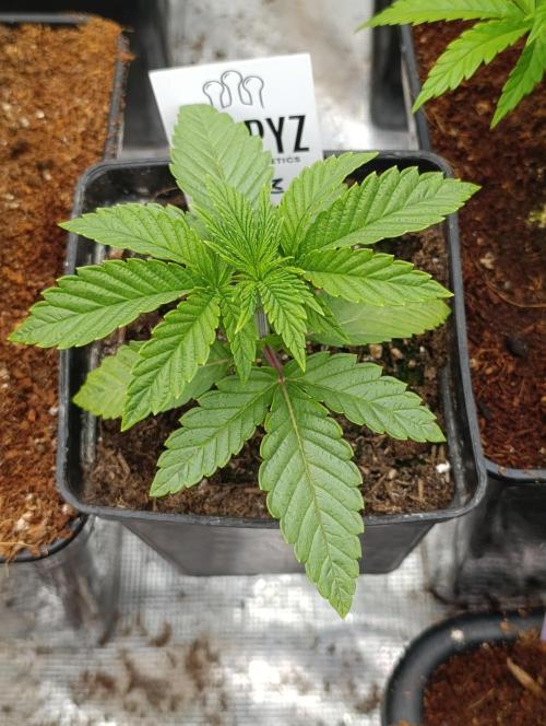 GokuZ OG Test & Marshydro. Week 3