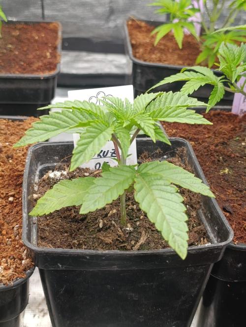 GokuZ OG Test & Marshydro. Week 3