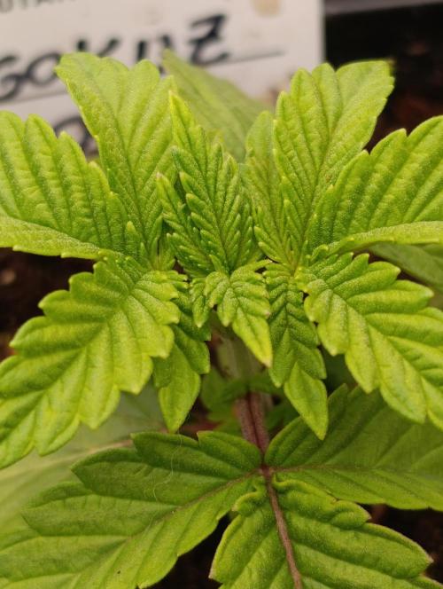 GokuZ OG Test & Marshydro. Week 3