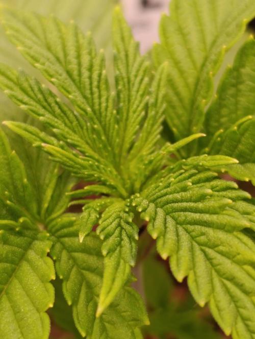 GokuZ OG Test & Marshydro. Week 3