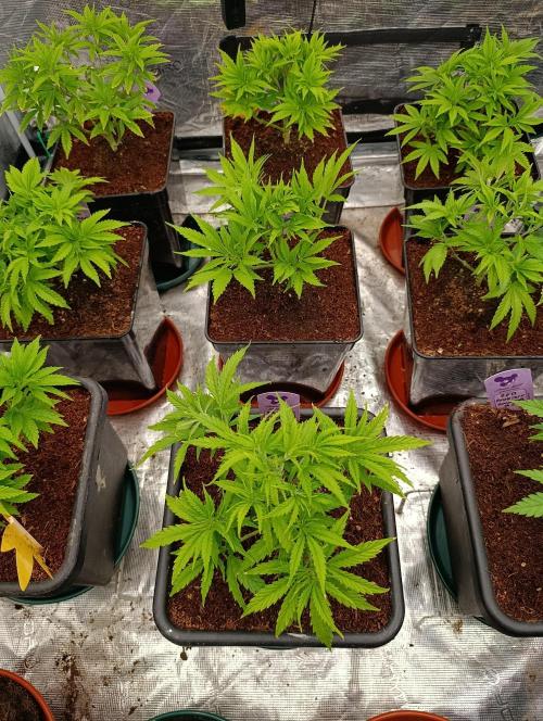 Privileged Baddie Xpertnutrients. Week 6