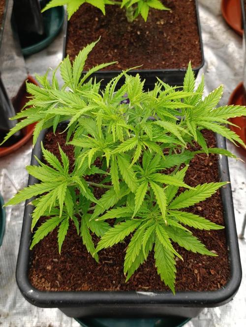 Privileged Baddie Xpertnutrients. Week 6