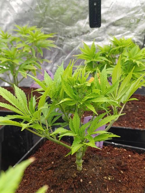 Privileged Baddie Xpertnutrients. Week 6