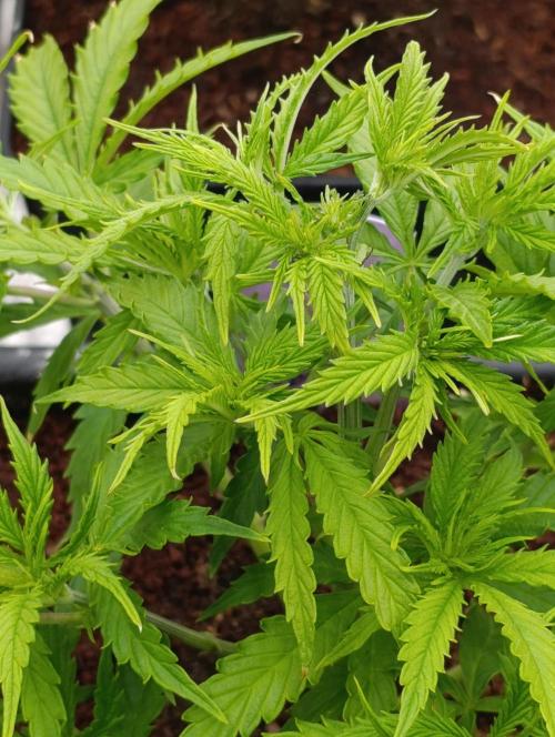 Privileged Baddie Xpertnutrients. Week 6