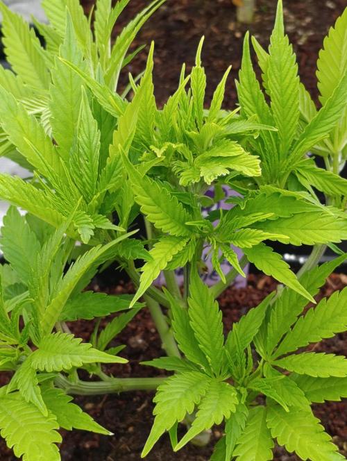 Privileged Baddie Xpertnutrients. Week 6