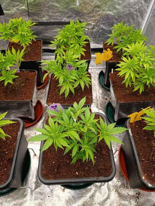 Red Banana Pudding II Marshydro. Week 6