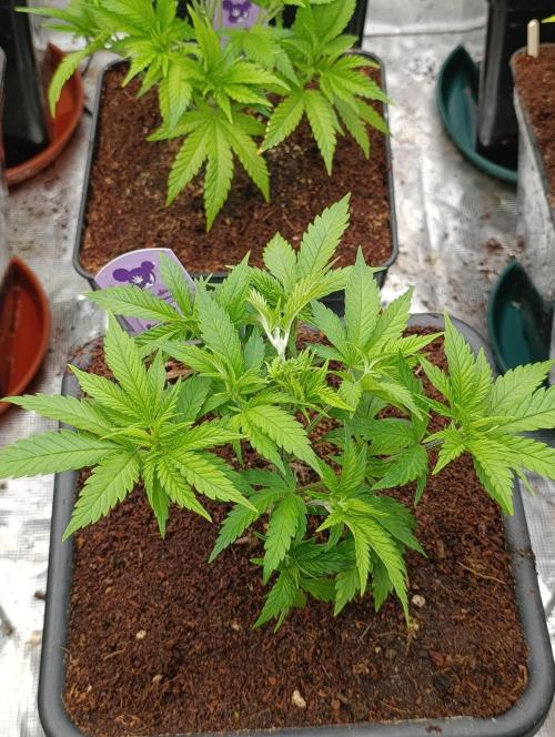 Red Banana Pudding II Marshydro. Week 6