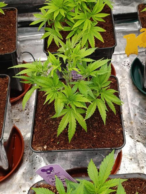 Red Banana Pudding II Marshydro. Week 6