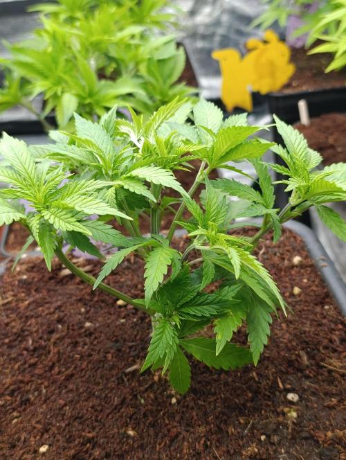 Red Banana Pudding II Marshydro. Week 6