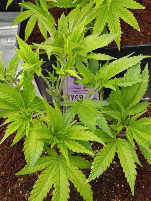 Red Banana Pudding II Marshydro. Week 6