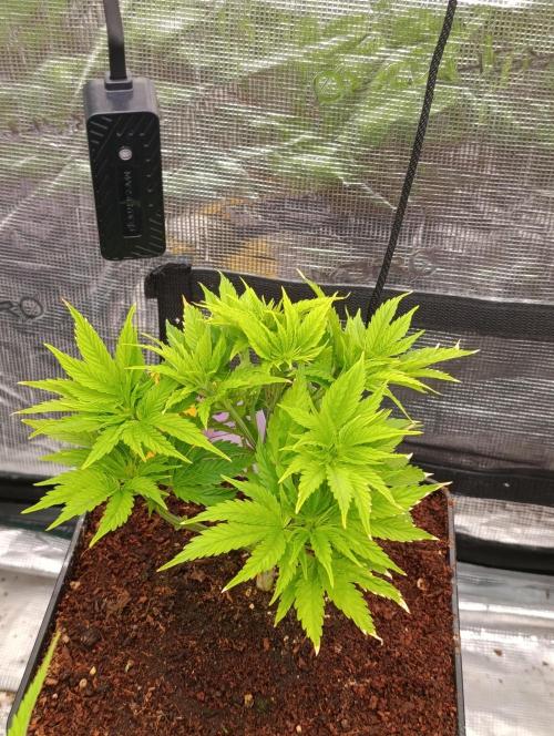 Zoomiez & Marshydro. Week 6