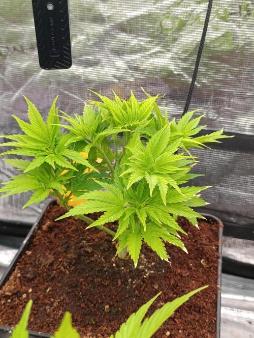 Zoomiez & Marshydro. Week 6